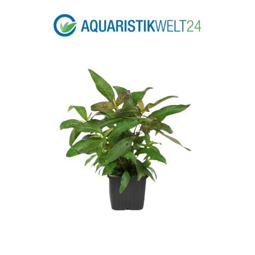 AquaOne Aquarium Pflanzen I 3X Mutterpflanzen XL I Mutterpflanze Aquarienpflanze I Anubias barteri Microsorum pteropus Hygrophila corymbosa I Set mit 3 Wasserpflanzen