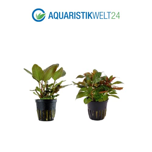 AquaOne Aquarium Pflanzen I 5X Wasserpflanzen I Mittelgrund Aquarienpflanzen I Anubias Lagenandra Ludwigia Pogostemon Microsorum I Set mit 5 Mittelgrundpflanzen