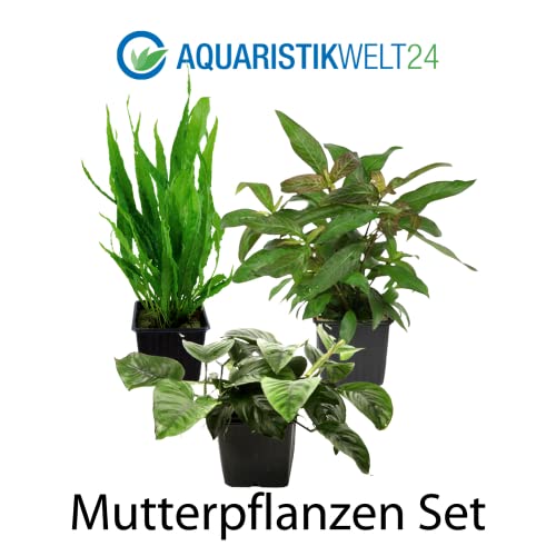 AquaOne Aquarium Pflanzen I 3X Mutterpflanzen XL I Mutterpflanze Aquarienpflanze I Anubias barteri Microsorum pteropus Hygrophila corymbosa I Set mit 3 Wasserpflanzen