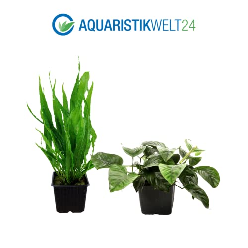 AquaOne Aquarium Pflanzen I 3X Mutterpflanzen XL I Mutterpflanze Aquarienpflanze I Anubias barteri Microsorum pteropus Hygrophila corymbosa I Set mit 3 Wasserpflanzen