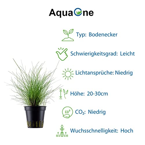 AquaOne Aquarium Pflanze 3 Stück Eleocharis parvula I Wasserpflanze Aquariumpflanze Bodendecker voll durchwurzelt einfach pflegeleicht Aquascaping Dekoration