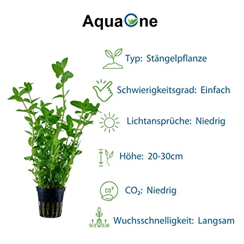 AquaOne Aquarium Pflanze 3 Stück Bacopa caroliniana I Wasserpflanze Aquariumpflanze Stängelpflanze voll durchwurzelt einfach pflegeleicht Aquascaping Dekoration