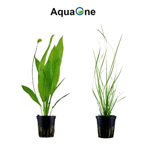 AquaOne Aquarium Pflanzen I 5X Wasserpflanzen I Hintergrund Aquarienpflanzen I Alternanthera Echinodorus Cyperus Nymphoides Hygrophila I Set mit 5 Hintergrundpflanzen