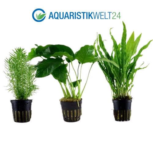 AquaOne Aquarium Pflanzen I 5X Wasserpflanzen I Mittelgrund Aquarienpflanzen I Anubias Lagenandra Ludwigia Pogostemon Microsorum I Set mit 5 Mittelgrundpflanzen