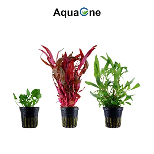 AquaOne Aquarium Pflanzen I 5X Wasserpflanzen I Hintergrund Aquarienpflanzen I Alternanthera Echinodorus Cyperus Nymphoides Hygrophila I Set mit 5 Hintergrundpflanzen