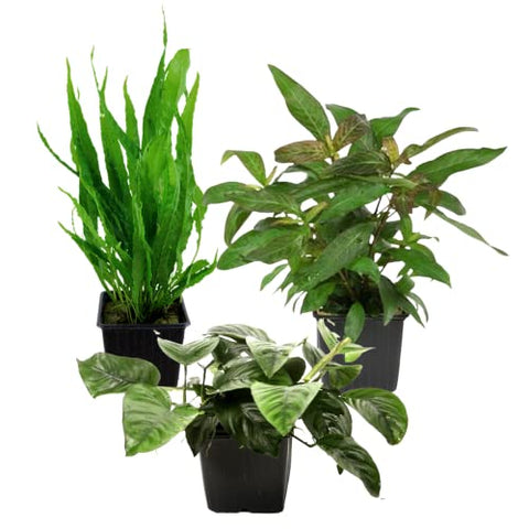 AquaOne Aquarium Pflanzen I 3X Mutterpflanzen XL I Mutterpflanze Aquarienpflanze I Anubias barteri Microsorum pteropus Hygrophila corymbosa I Set mit 3 Wasserpflanzen