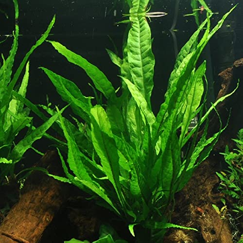 AquaOne Aquarium Pflanzen I 3X Mutterpflanzen XL I Mutterpflanze Aquarienpflanze I Anubias barteri Microsorum pteropus Hygrophila corymbosa I Set mit 3 Wasserpflanzen