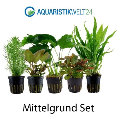 AquaOne Aquarium Pflanzen I 5X Wasserpflanzen I Mittelgrund Aquarienpflanzen I Anubias Lagenandra Ludwigia Pogostemon Microsorum I Set mit 5 Mittelgrundpflanzen