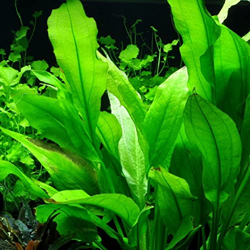 AquaOne Aquarium Pflanzen I 5X Wasserpflanzen I Hintergrund Aquarienpflanzen I Alternanthera Echinodorus Cyperus Nymphoides Hygrophila I Set mit 5 Hintergrundpflanzen