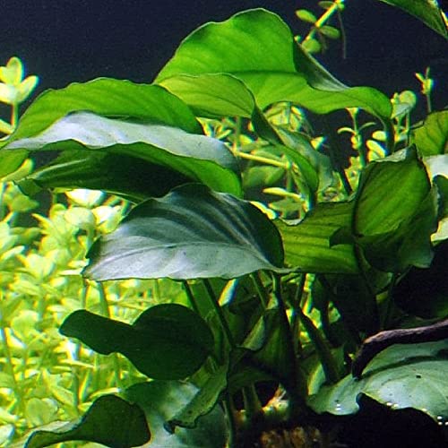 AquaOne Aquarium Pflanzen I 5X Wasserpflanzen I Mittelgrund Aquarienpflanzen I Anubias Lagenandra Ludwigia Pogostemon Microsorum I Set mit 5 Mittelgrundpflanzen