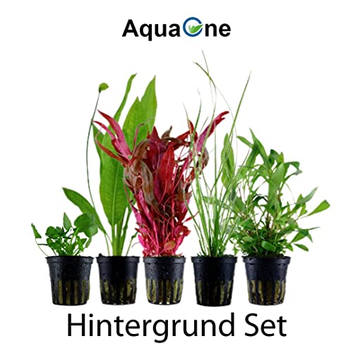 AquaOne Aquarium Pflanzen I 5X Wasserpflanzen I Hintergrund Aquarienpflanzen I Alternanthera Echinodorus Cyperus Nymphoides Hygrophila I Set mit 5 Hintergrundpflanzen