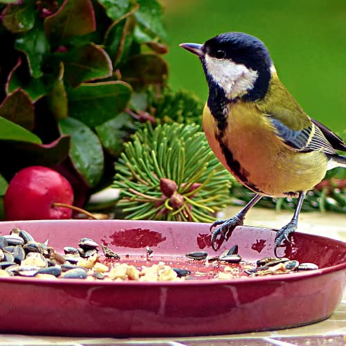 20 kg Deluxe Vogelfutter mit Mehlwürmern schalenlos für Wildvögel