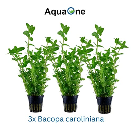 AquaOne Aquarium Pflanze 3 Stück Bacopa caroliniana I Wasserpflanze Aquariumpflanze Stängelpflanze voll durchwurzelt einfach pflegeleicht Aquascaping Dekoration