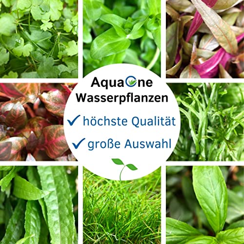 AquaOne Aquarium Pflanze 3 Stück Eleocharis parvula I Wasserpflanze Aquariumpflanze Bodendecker voll durchwurzelt einfach pflegeleicht Aquascaping Dekoration