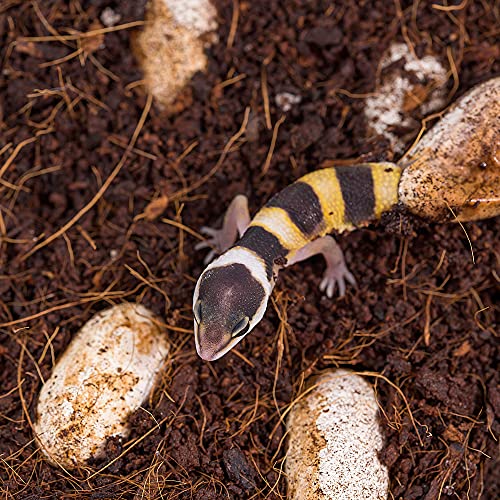 Humusziegel - Terrariensubstrat - natürliches Substrat - lose Kokoserde trocken - 20 L Sack - Bodensubstrat - Terrarium Erde für Reptilien